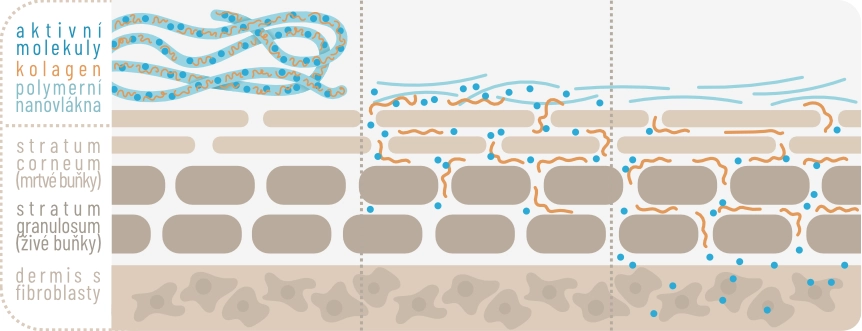 Mechanismus rozpouštění a vstřebávání