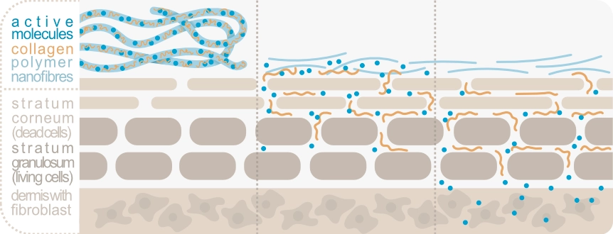 Dissolution and absorption mechanism